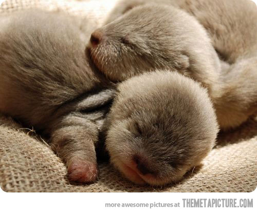 newborn baby otters