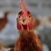 Oregon passes law mandating all eggs sold must come from cage-free hens