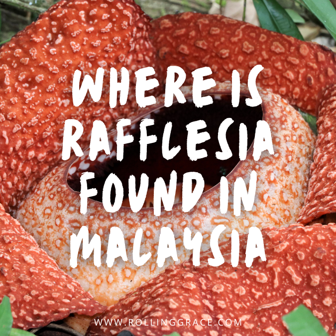 where is rafflesia found in malaysia