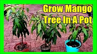 Growing Mangoes in Pots