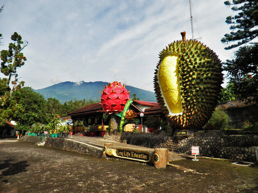 Kebun Durian Warso Farm Bogor