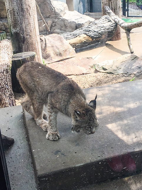 Lynx at Ochsner Park Zoo in Baraboo WI