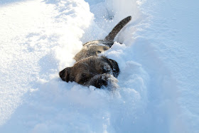 funny animals, animal pictures, puppy playing in snow