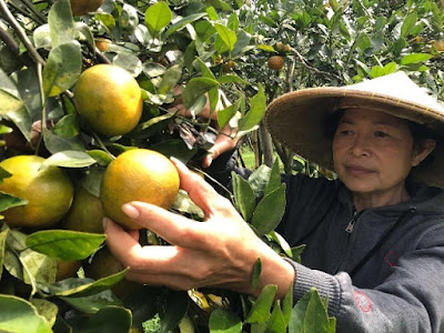 Wisata petik buah jeruk di kintamani, Bali