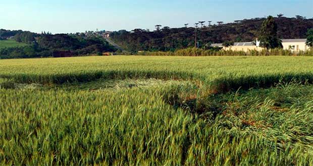 Figuras misteriosas surgem em lavoura de trigo em Prudentópolis