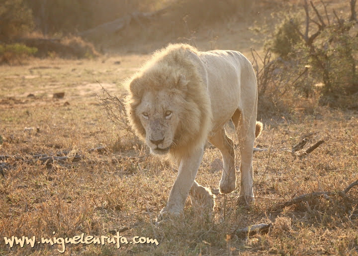 Casper caminando en el Parque Kruger