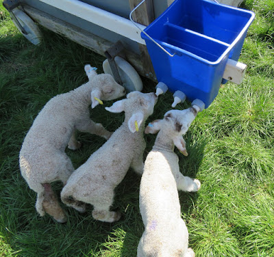 Image: lambs on the bucket feeder on the HenSafe smallholding