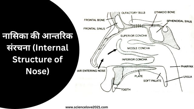 नासिका की आन्तरिक संरचना (Internal Structure of Nose)|hindi