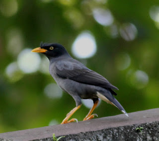 Gambar Burung Kerak Kerbau