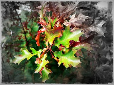 Pin Oak 2 sm
