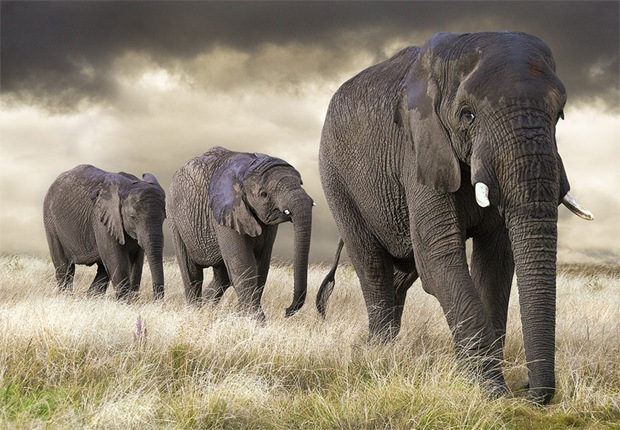 Wildlife-photography-elephant Wildlife-photography-elephant