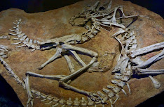 Image of a dinosaur skeleton lying on a rock.