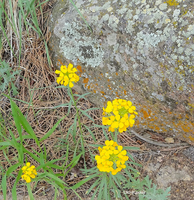 western wallflower, Erysimum capitatum