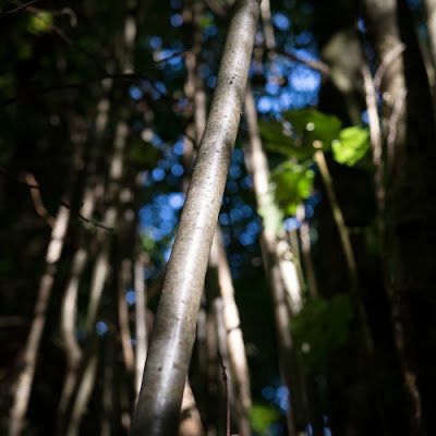 Shooting Coppice, Crabwood, October 2013 © Graham Dew 2013