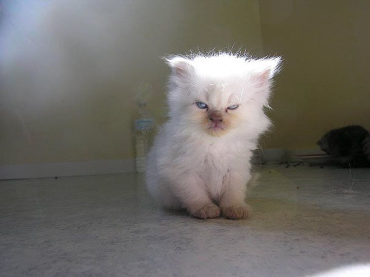 26 Adorable Pictures Of Angry Animals