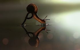 Macro photographs of snails and insects by Vadim trunov, macro photographs, snail drinking