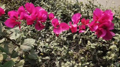 Great Bougainvillea plant