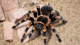 Venomous Tarantula