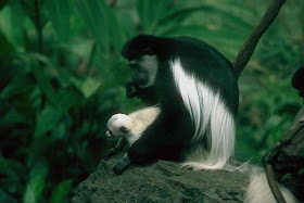 Monkeys in srilanka wallpapers