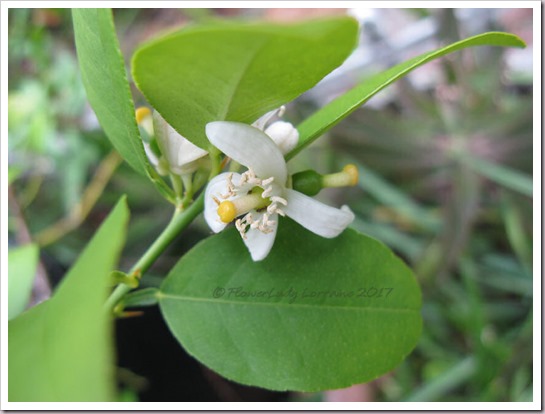 04-25-key-lime-flowersjpg