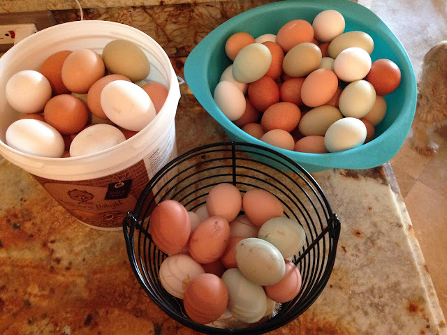 Bricole-Reincke_Eggs_Backyard-Chickens_Southwest-Ranches_Davie-Florida