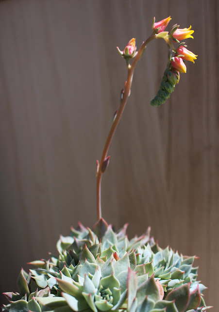 たにことたにく 多肉植物 エケベリア属 セクンダピーコッキー セッカ 綴化 花芽 開花の画像