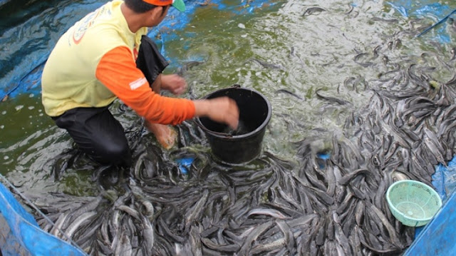 Cara Mengatasi Ikan Lele Yang Tidak Mau Makan Saat Budidaya