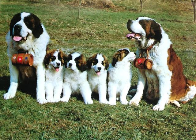 Postcard from Switzerland | St. Bernard family (Dogs)