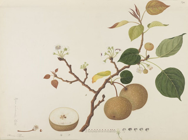 Груша Линдлея / Груша Линдли / Груша китайская (Pyrus lindleyi, =Pyrus sinensis)