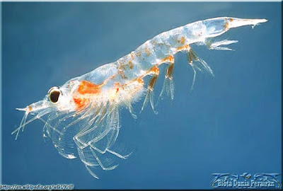 Kelompok crustacea krill