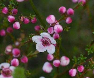 Geraldton Wax (Chamelaucium uncinatum)