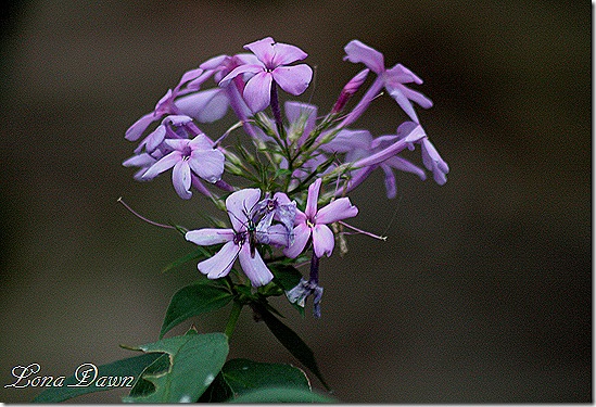 Nov3_Phlox_Nicky