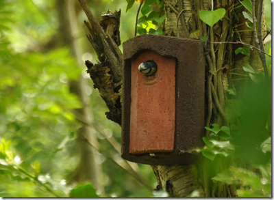 Blue Tit in nest box at Cleaver Heath