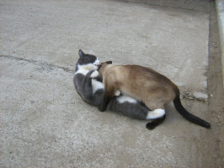 Blue-White Cat vs. Siamese Twin-Cat: Round One