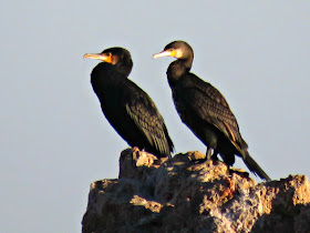 Great Cormorants, Cala Sa Conca, Cami de Ronda,  Catalonia