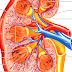 Kidney - Kidney Human Anatomy