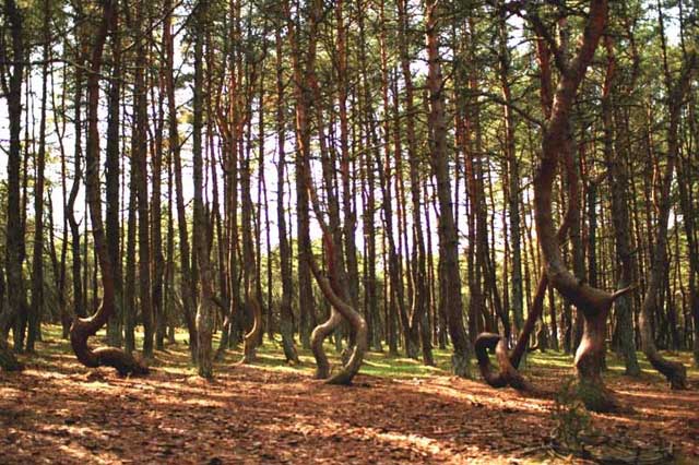 Hutan Pohon Menari, Rusia