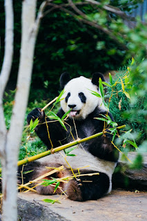 A cute panda eating bamboo