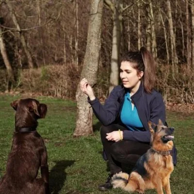 يعد تعليم كلبك الجلوس سلوكًا رائعًا لتدريب الكلب ويمكن أن يكون أساسًا للتدريب السلوكي الآخر