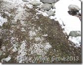 zen ice garden