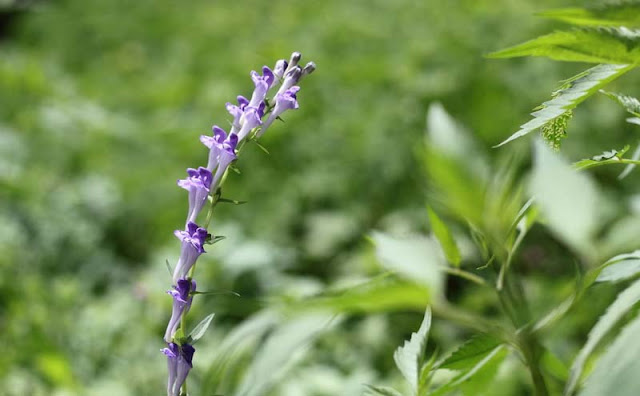 Baikal Skullcap Flowers Pictures