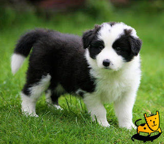 Top 10 Worlds Smartest Dog Breeds border collie