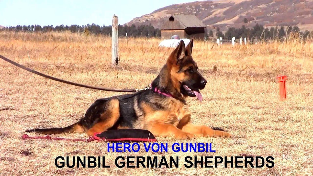 Gunbil German Shepherds