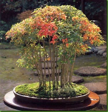Trident Maple 4 Trident Maple 4