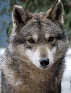 Canens Africae chien loup de saarloos