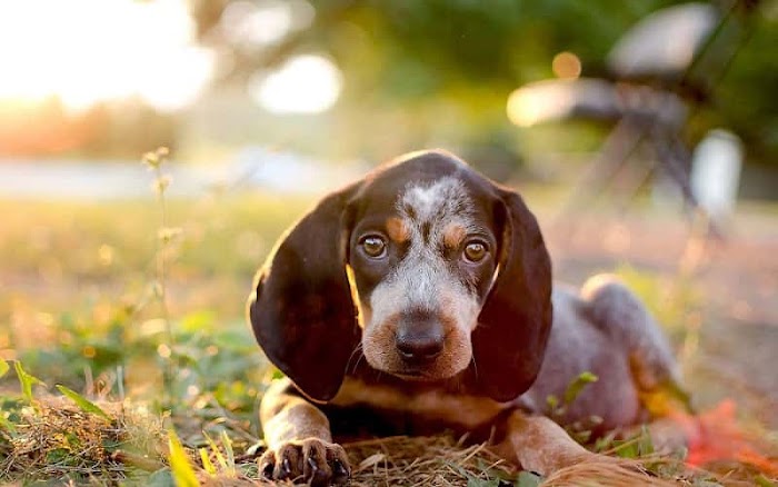 Discover the Fascinating Bluetick Coonhound Dog Breed and Key Facts!