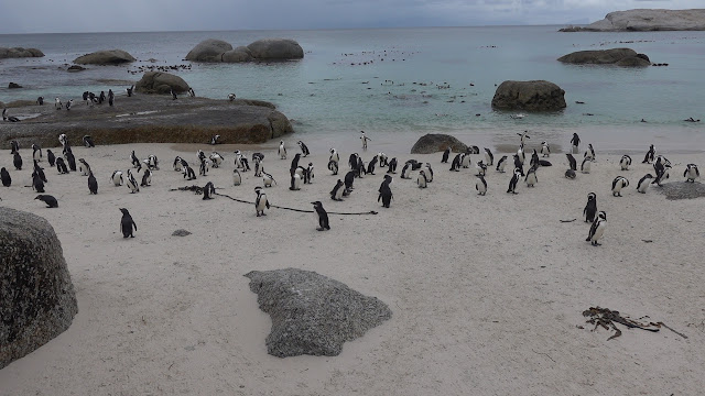 Boulders Beach African Penguins