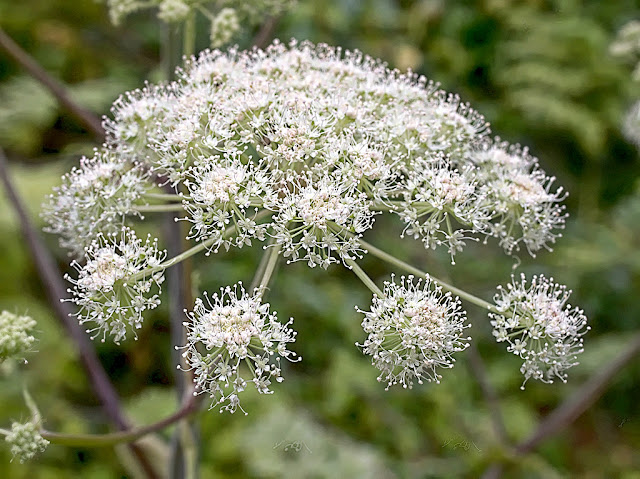 Close up of head of hogweed