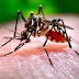 📰 Guyane -  La circulation du virus de la Dengue explose !