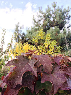 oakleaf hortensia